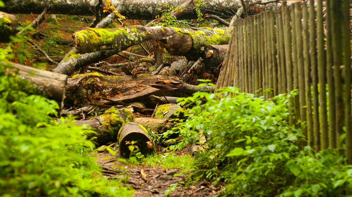 Tisíce majitelů se nestarají o své lesy, zhoršují kůrovcovou kalamitu